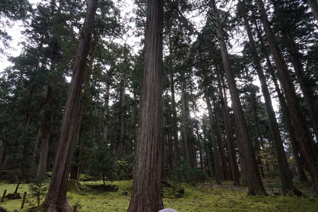 平泉寺白山神社　境内の杉の木