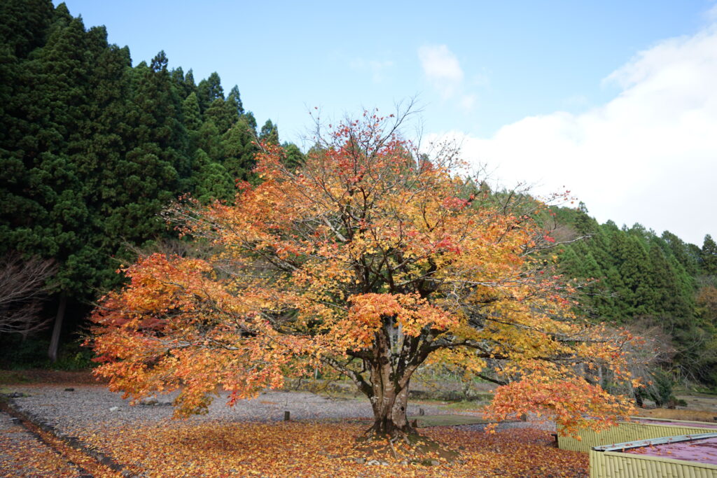 大きな紅葉の木の写真