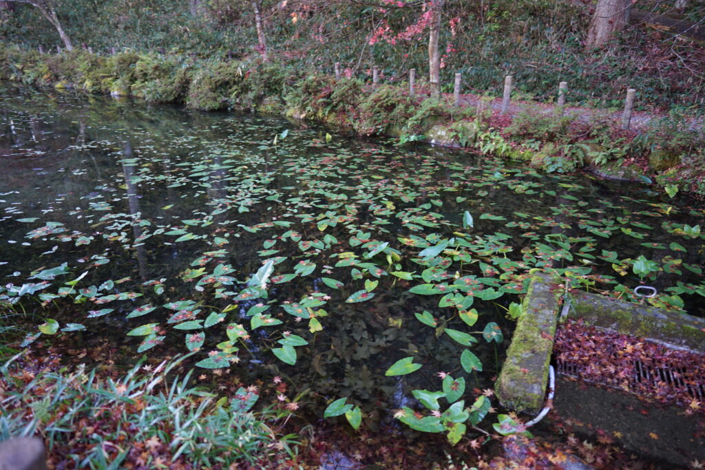 池の端の写真