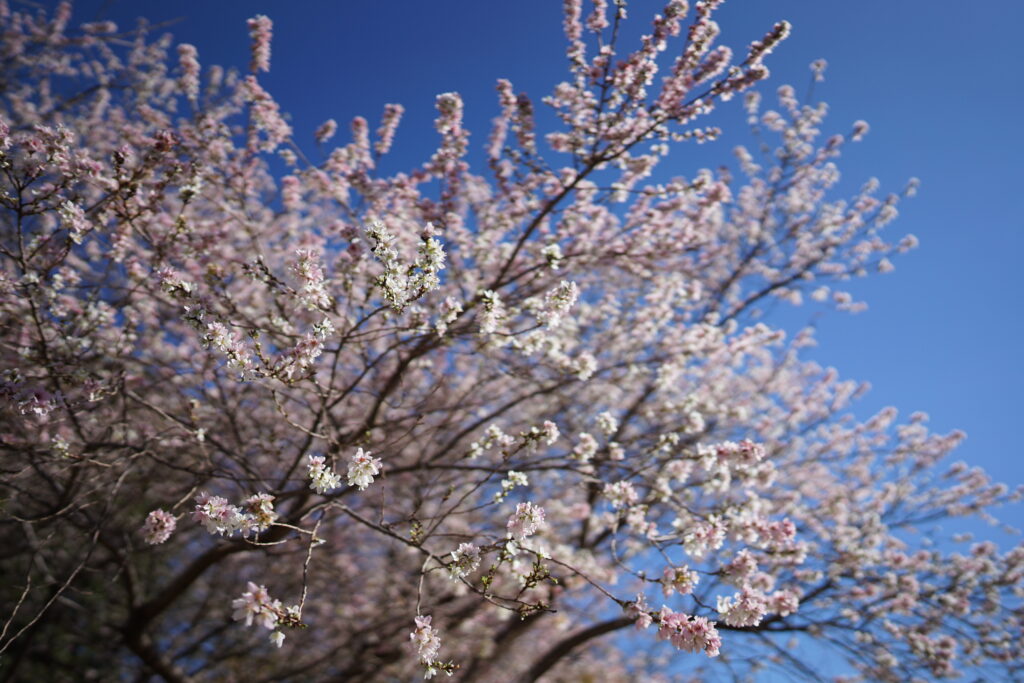 季節外れの桜の写真