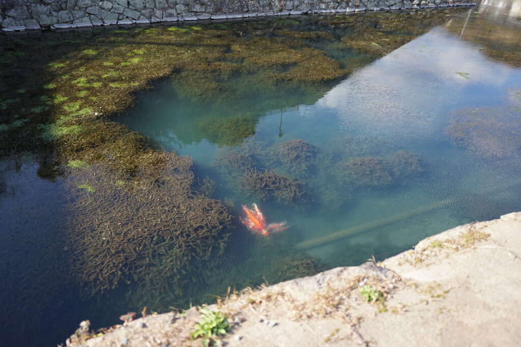 堀を泳ぐ鯉の写真